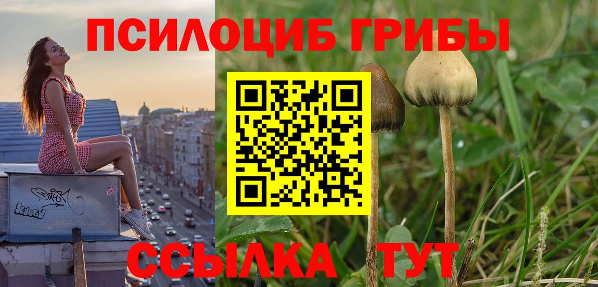 Псилоцибиновые грибы Psilocybe Кунгур